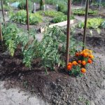 parcelle surélevé, jardinet en carré tomate tuteurs et fleurs