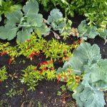 jardinet de choux et verdures